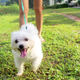 Illustration for article titled These Photos Were Taken By A Dog